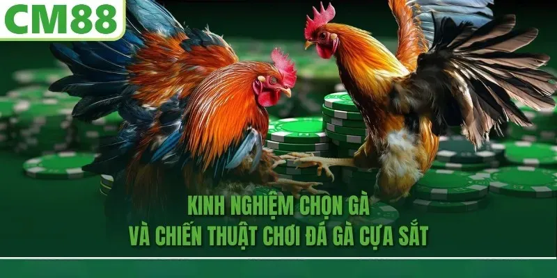 Kinh nghiệm và chiến lược chơi đá gà cựa sắt